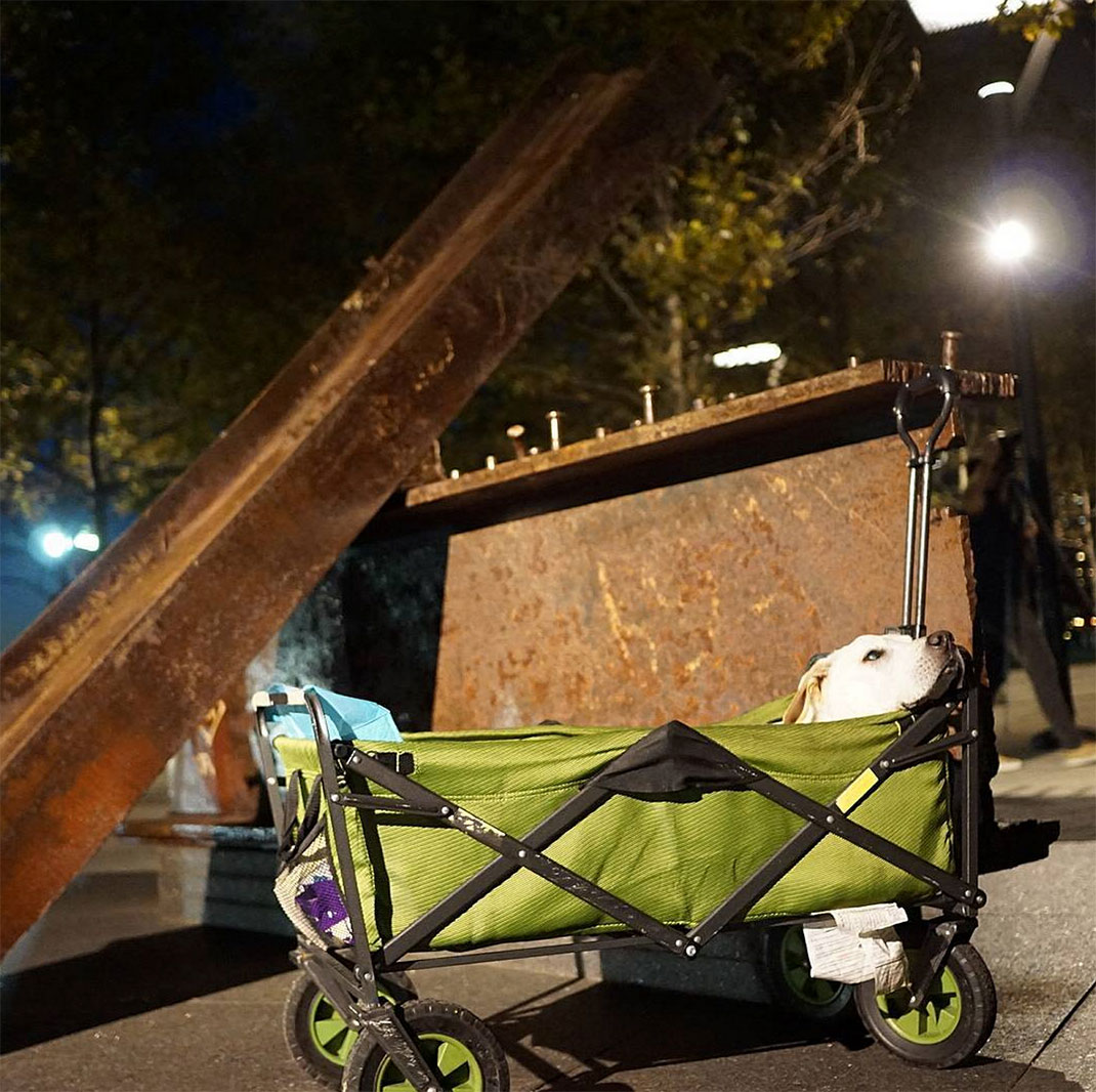 36-voyagechien-pohthedogsbigadventure