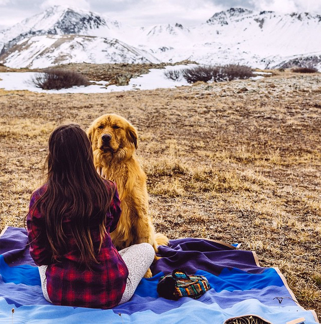 38-chienvadrouille-hunter_lawrence