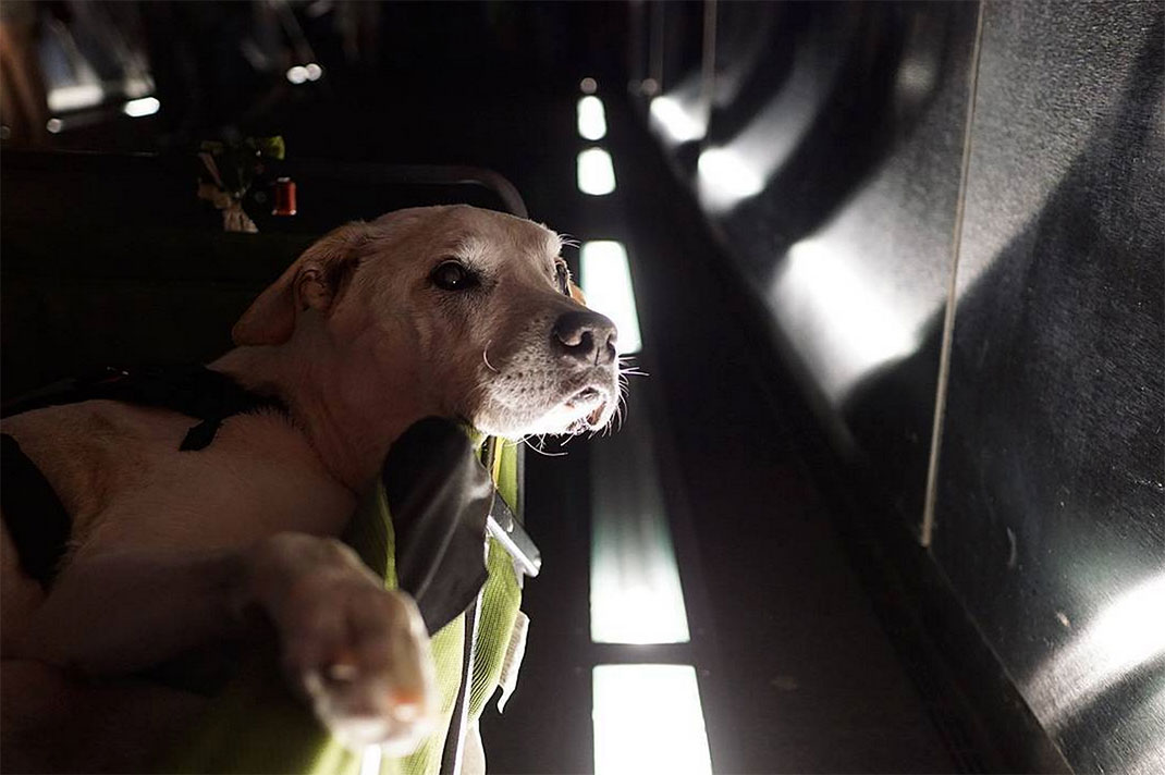 38-voyagechien-pohthedogsbigadventure