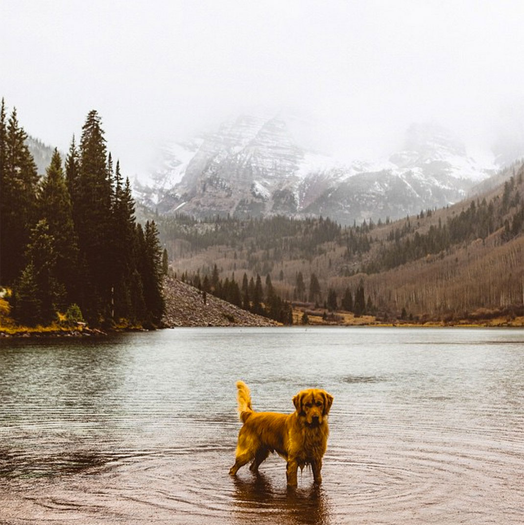 39-chienvadrouille-hunter_lawrence