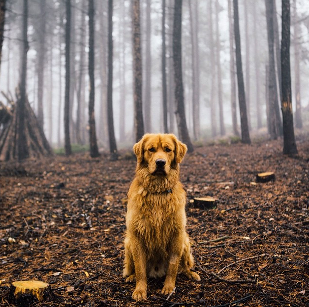 40-chienvadrouille-hunter_lawrence