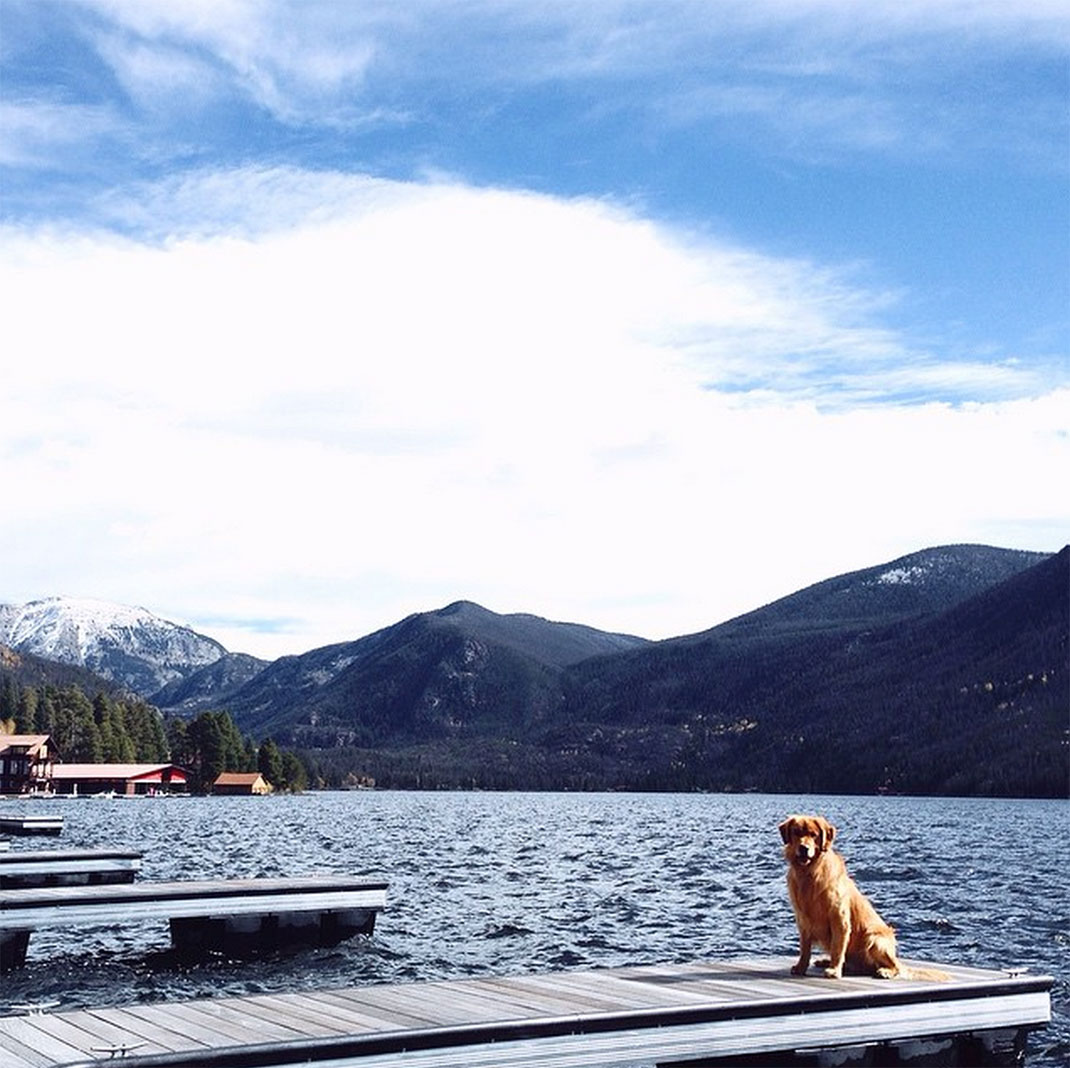 41-chienvadrouille-hunter_lawrence