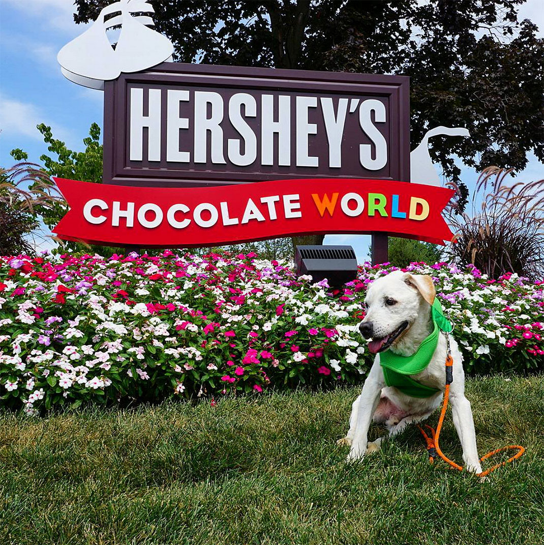 42-voyagechien-pohthedogsbigadventure