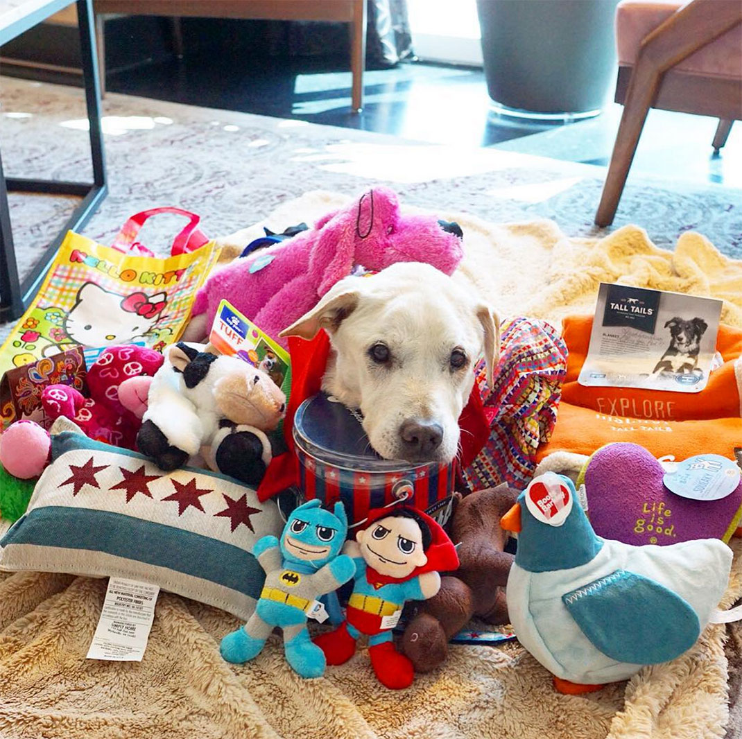 43-voyagechien-pohthedogsbigadventure