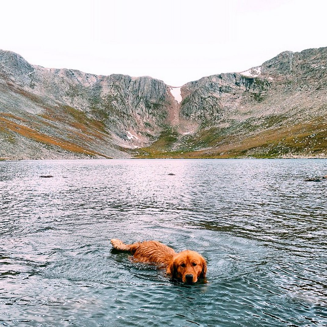 45-chienvadrouille-hunter_lawrence