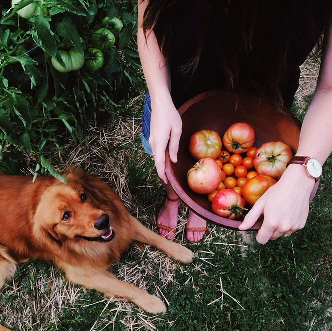 48-chienvadrouille-hunter_lawrence