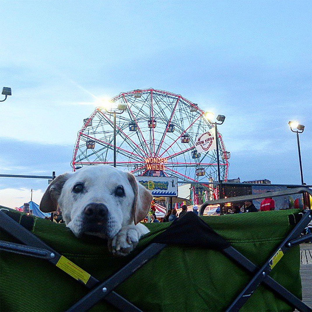 48-voyagechien-pohthedogsbigadventure