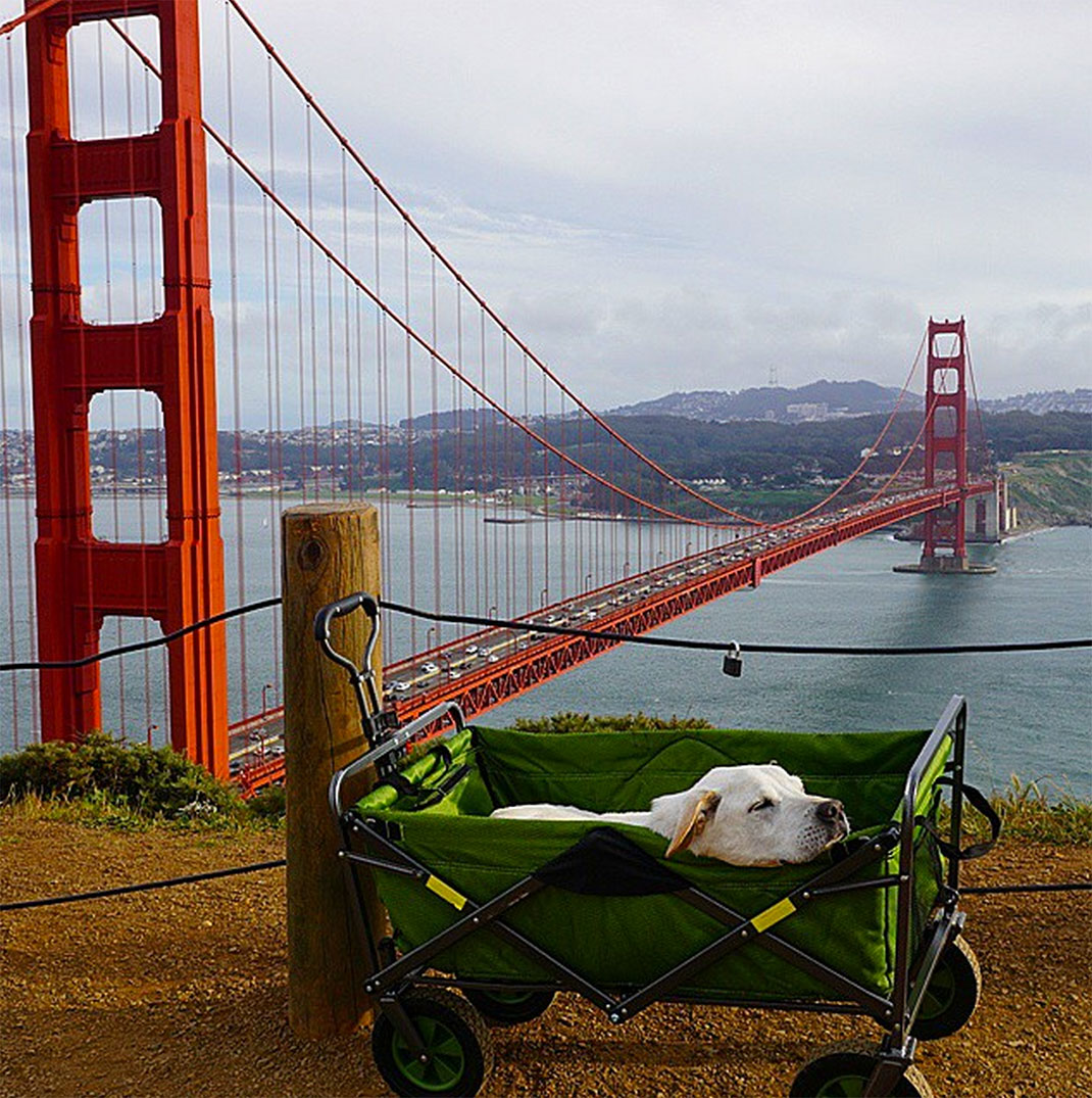 49-voyagechien-pohthedogsbigadventure