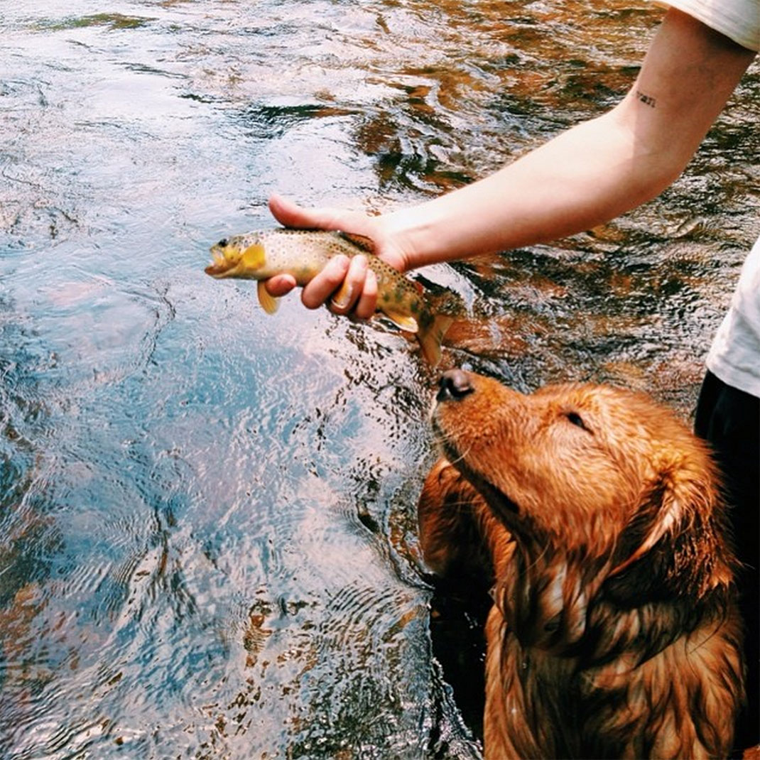 50-chienvadrouille-hunter_lawrence