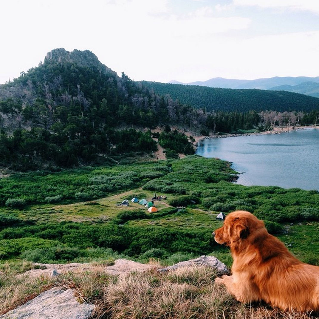 51-chienvadrouille-hunter_lawrence