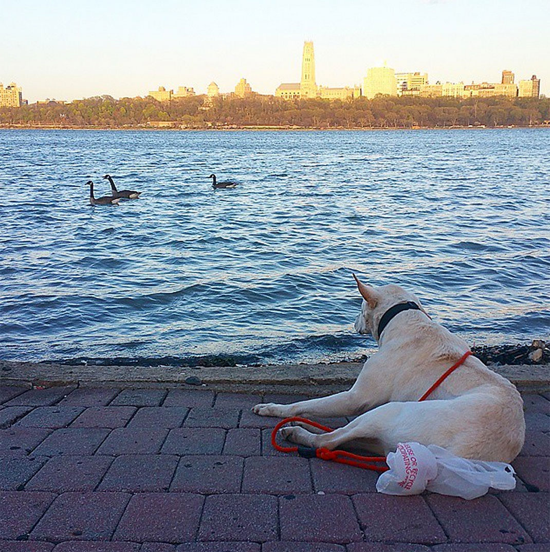 51-voyagechien-pohthedogsbigadventure