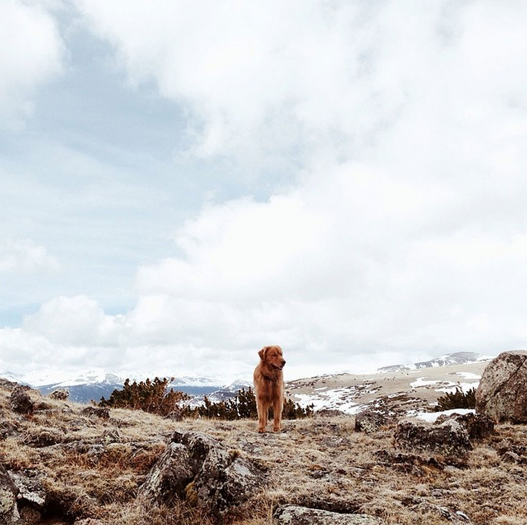 53-chienvadrouille-hunter_lawrence