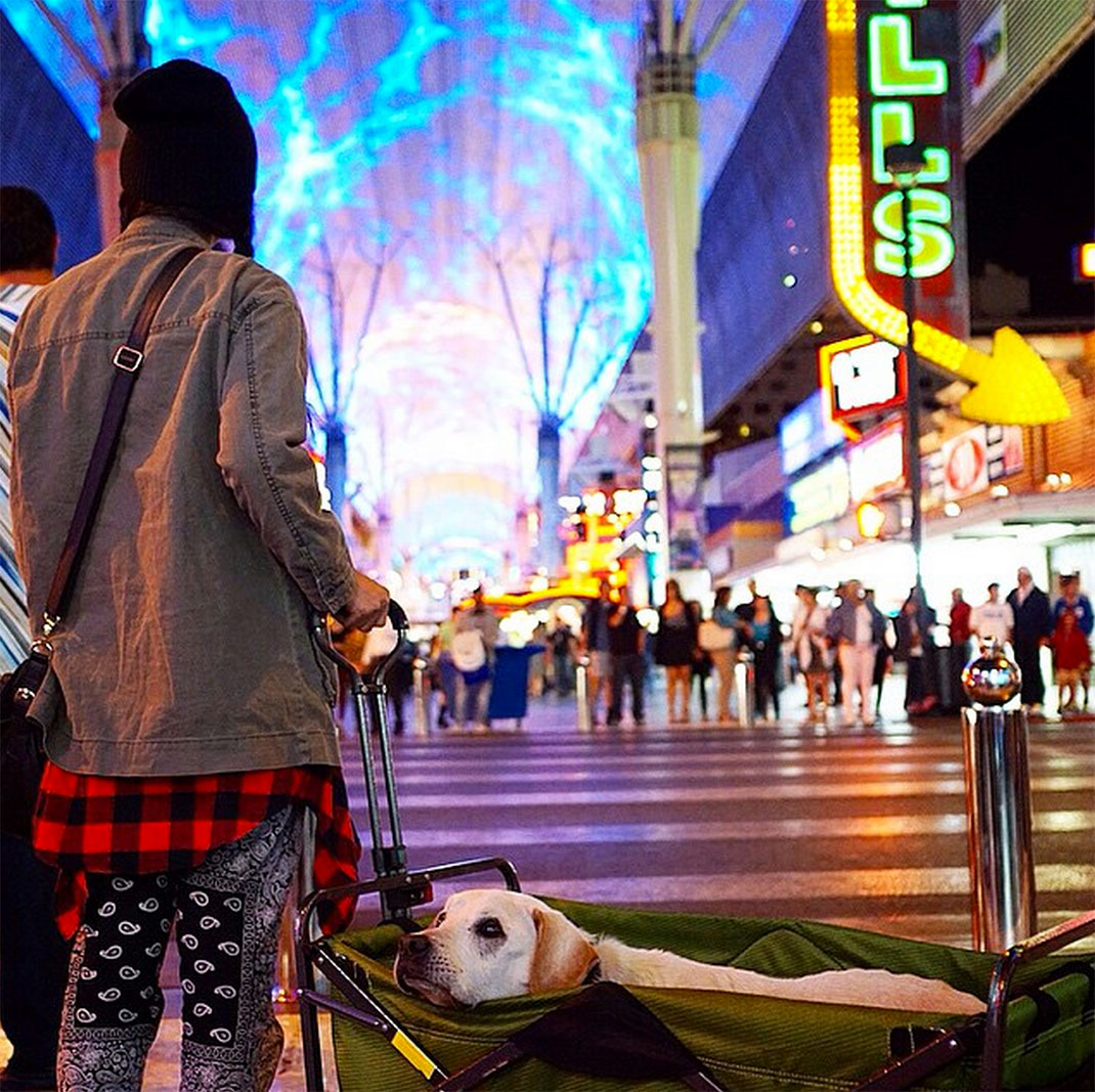 53-voyagechien-pohthedogsbigadventure