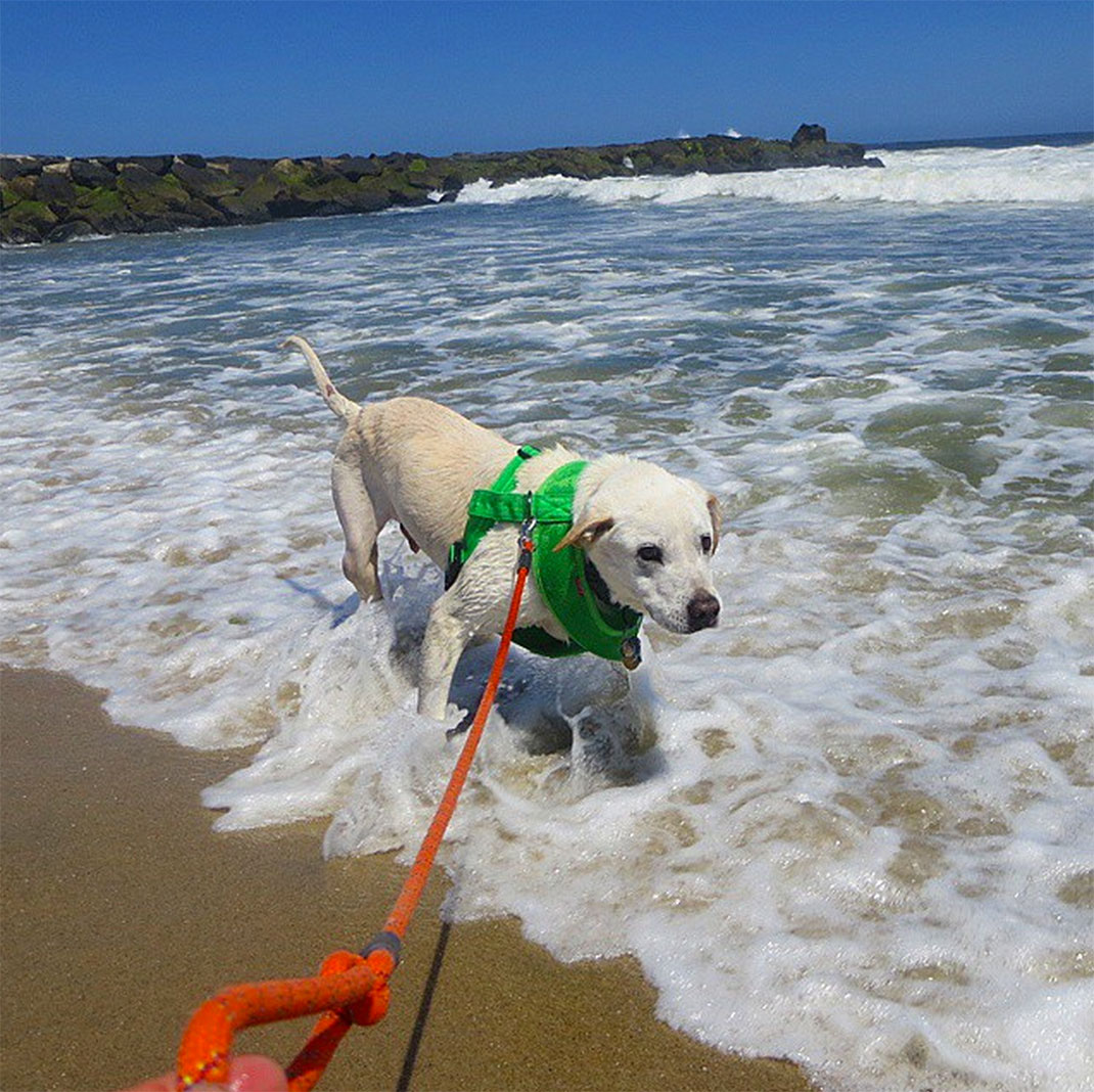 55-voyagechien-pohthedogsbigadventure