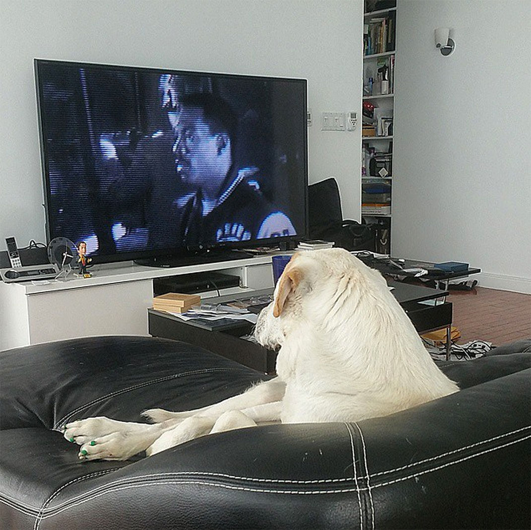 57-voyagechien-pohthedogsbigadventure