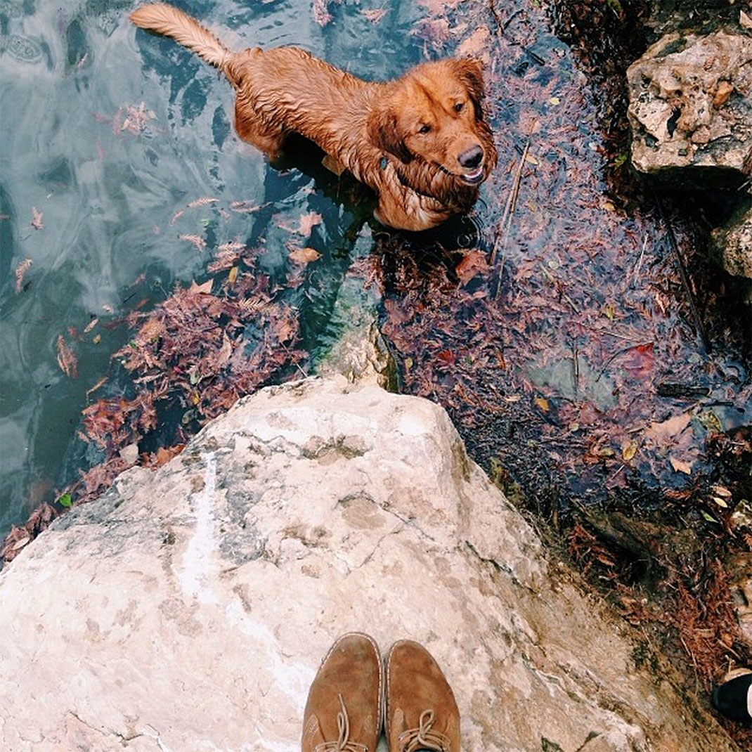 58-chienvadrouille-hunter_lawrence