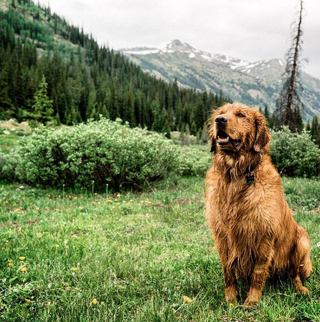 60-chienvadrouille-hunter_lawrence