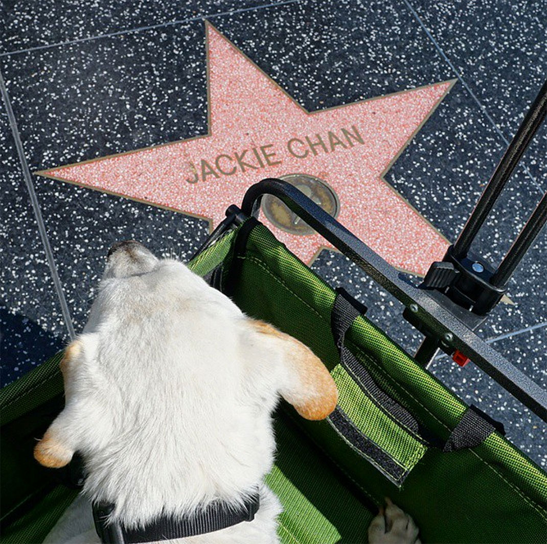 60-voyagechien-pohthedogsbigadventure