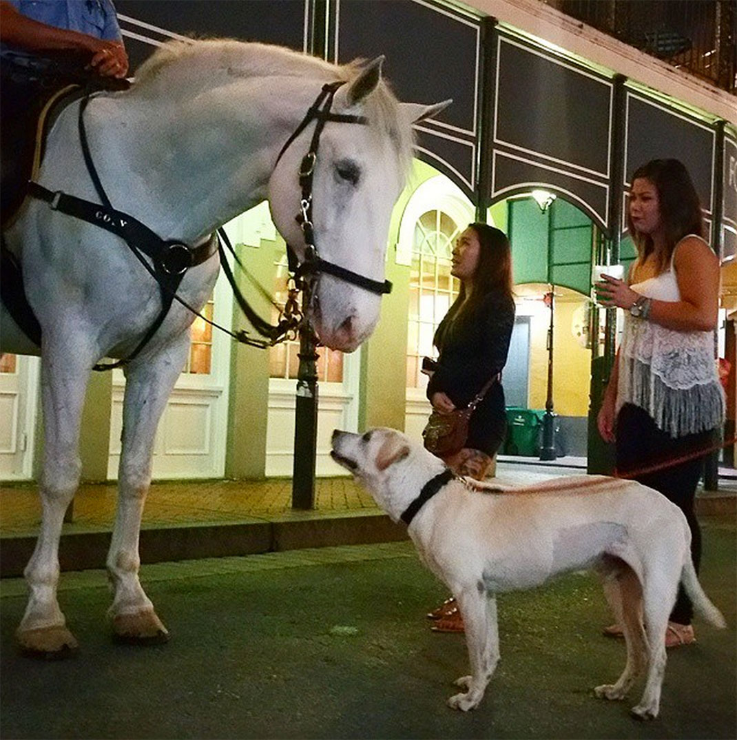 62-voyagechien-pohthedogsbigadventure