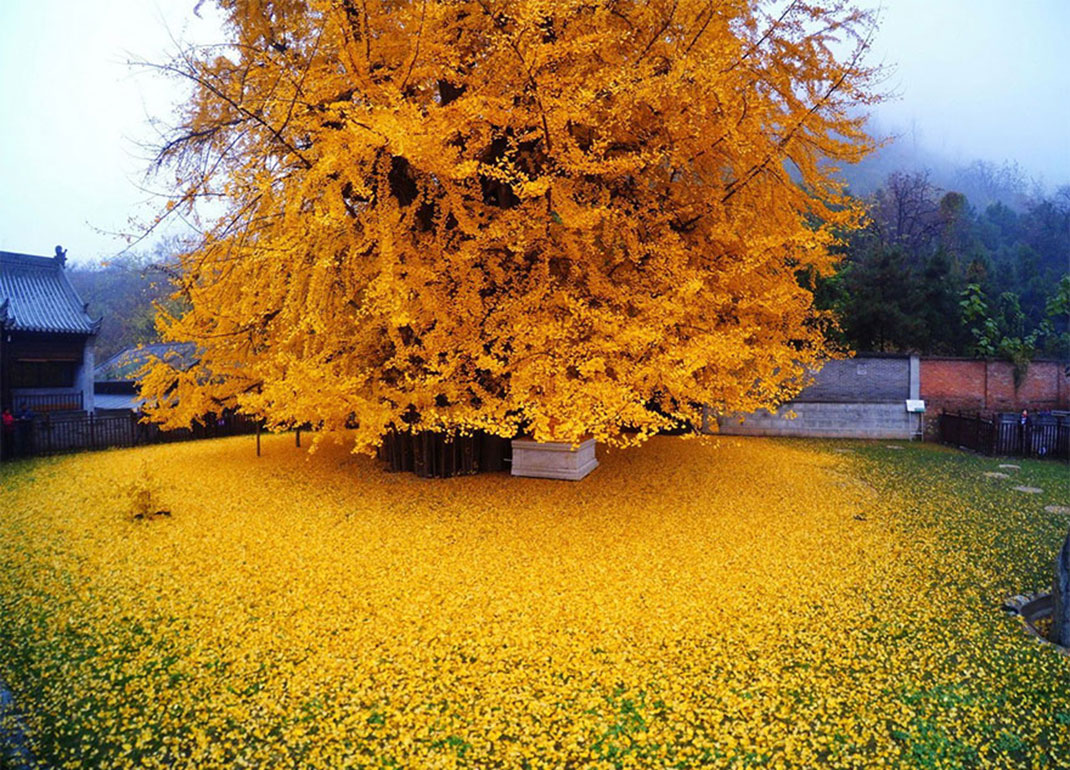 Ginkgo-2