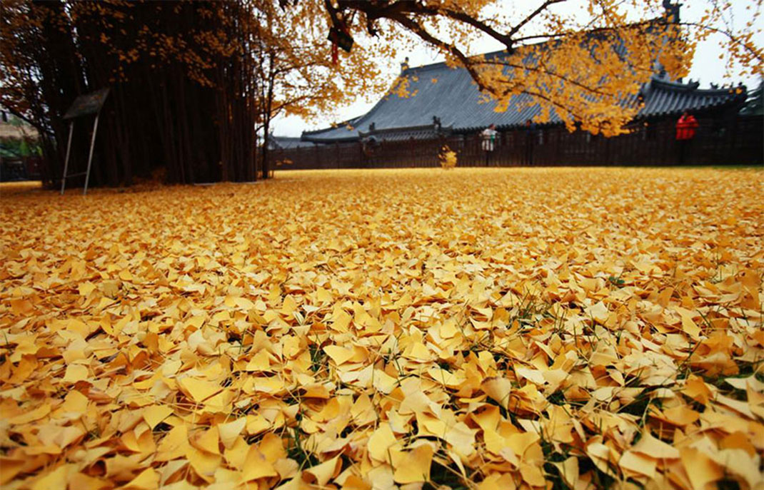 Ginkgo-5