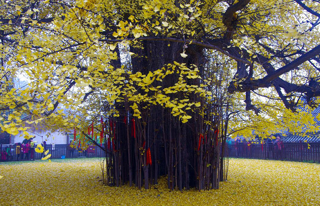 Ginkgo-7