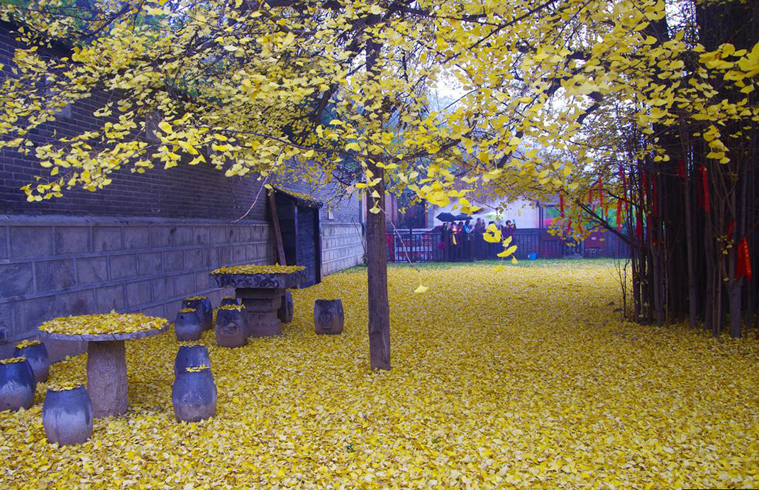 Ginkgo-9