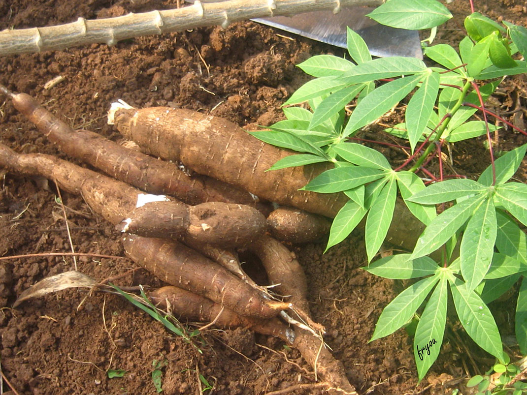 Manioc-2