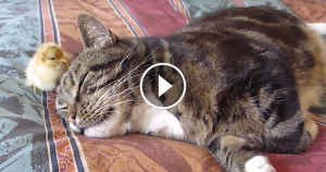 Une-chat-poussin-750x394