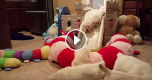 Une-chiots-toboggan-3-750x394