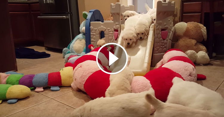 Une-chiots-toboggan-3-750x394