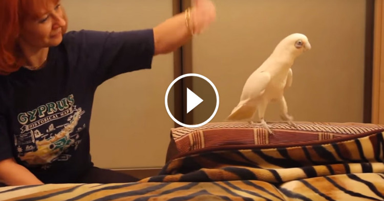 Une-perroquet-danse-classique-2-750x394