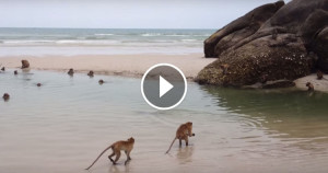 Une-singes-mer-750x394