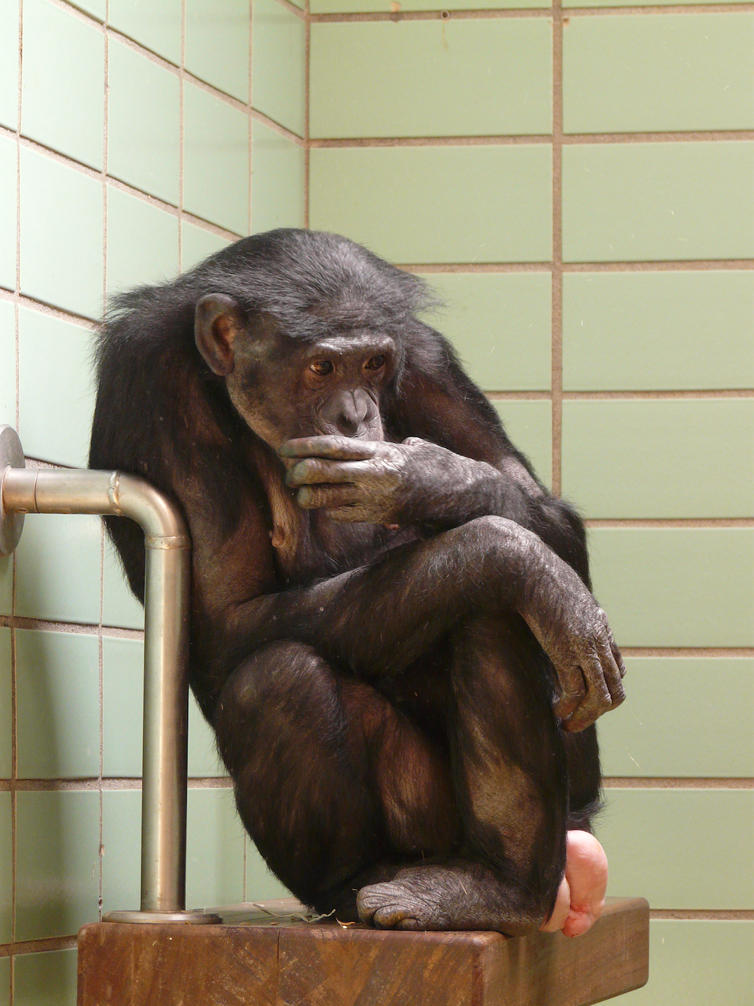 chimpanzee-77077_1920