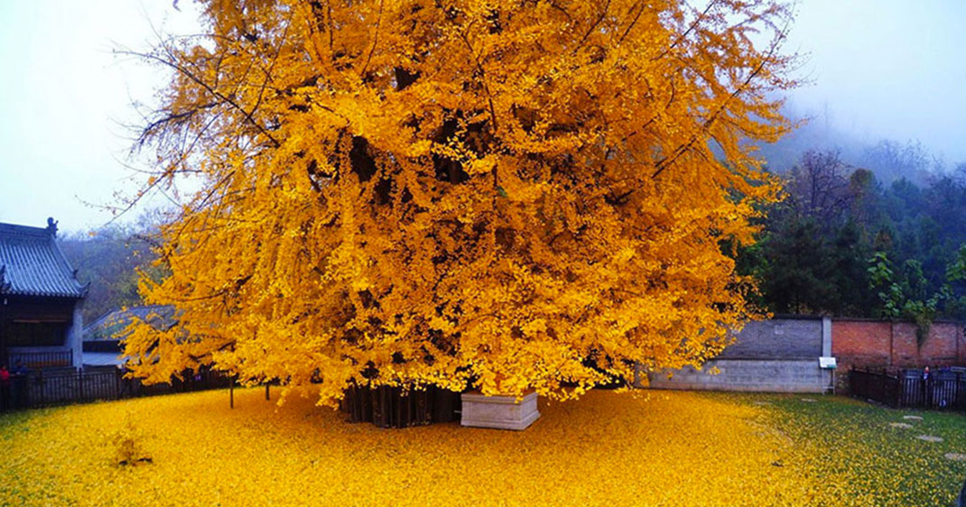une-arbre-chine