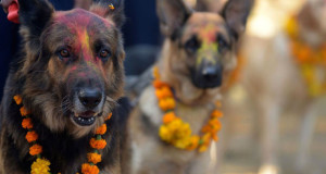 une-chien-nepal1-750x394