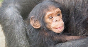 une-chimpanze-bebe