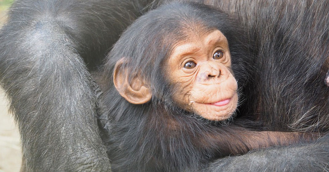 une-chimpanze-bebe