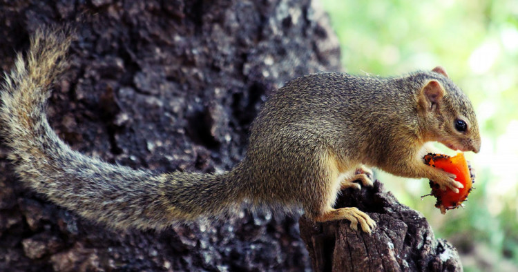 une-ecureuil
