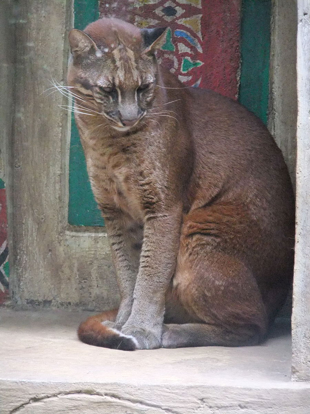 02-chat-SakuraiMidori