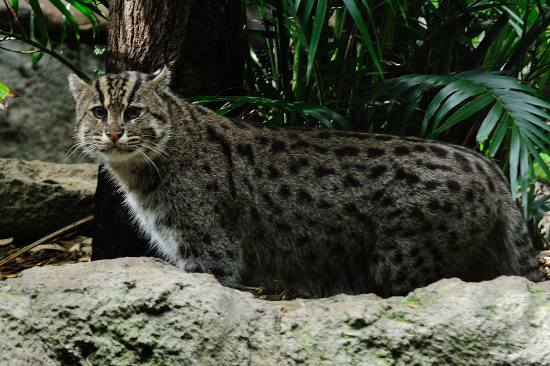 10-chat-KieranPalmer