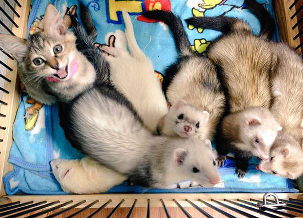 10-chaton-furet-famille