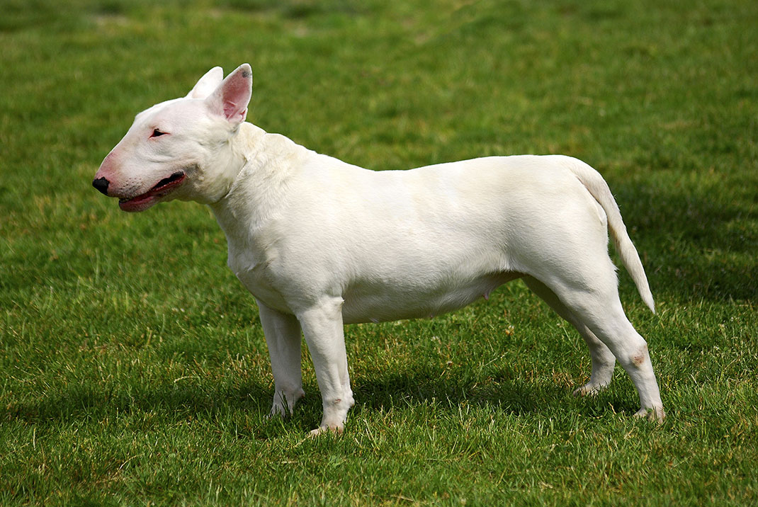 2-bull-terrier