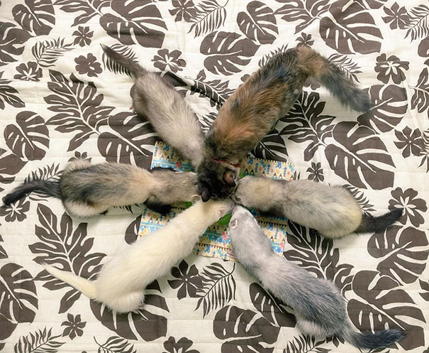 2-chaton-furet-famille