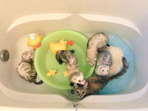 5-chaton-furet-famille
