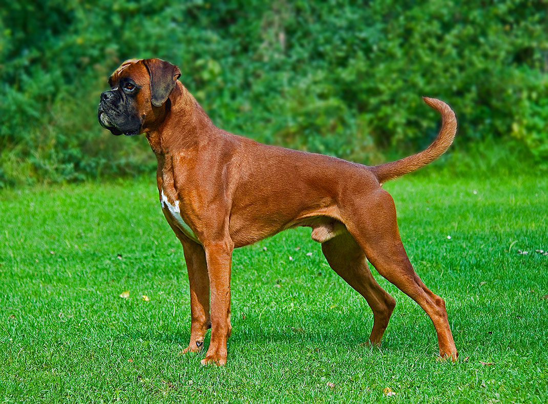 6-boxer-photo
