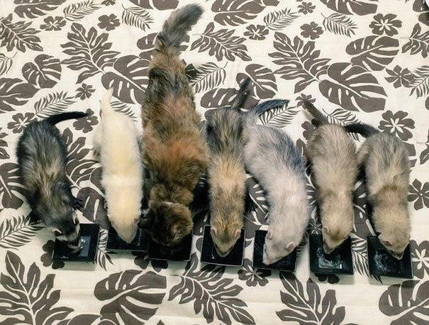 6-chaton-furet-famille