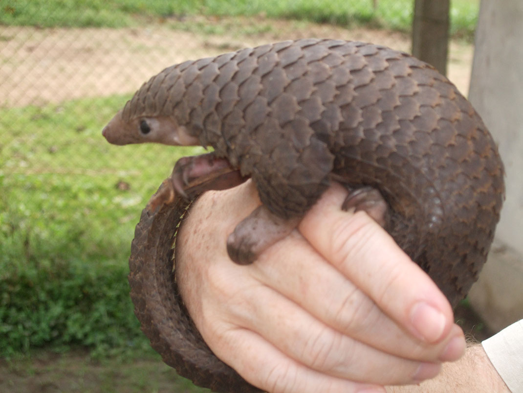 Pangolin-bébé