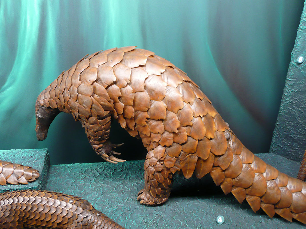 Pangolin-géant