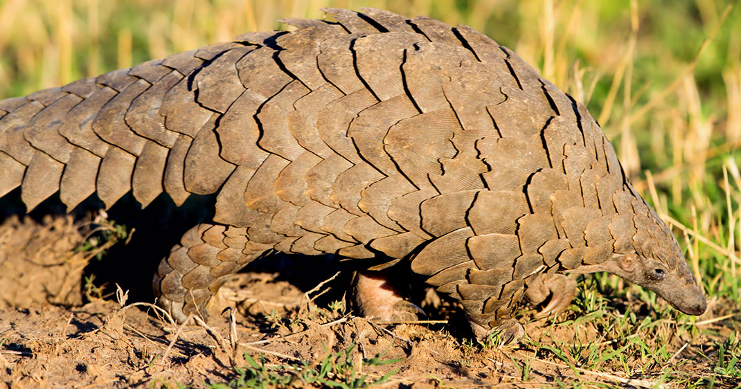 Pangolin-une-2